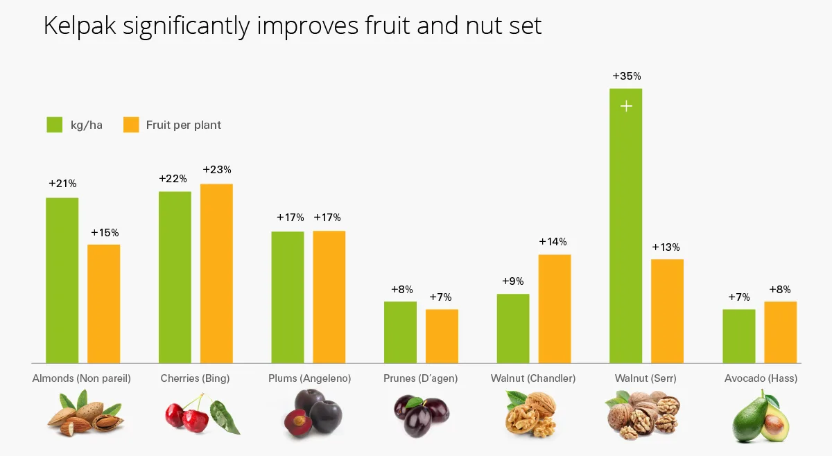 cuajado de frutos y nueces
