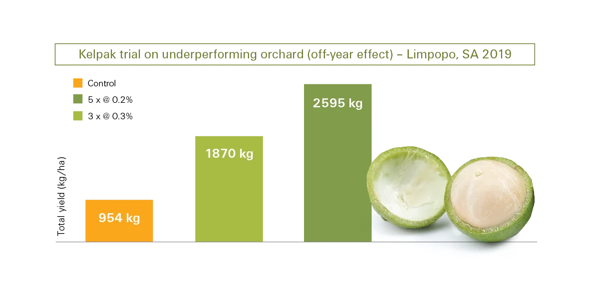información sobre macadamia