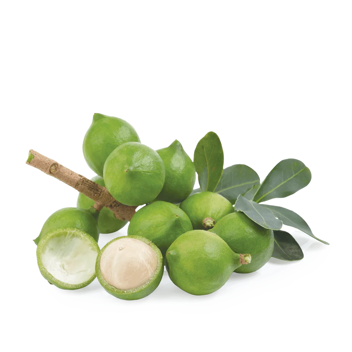 nueces de macadamia