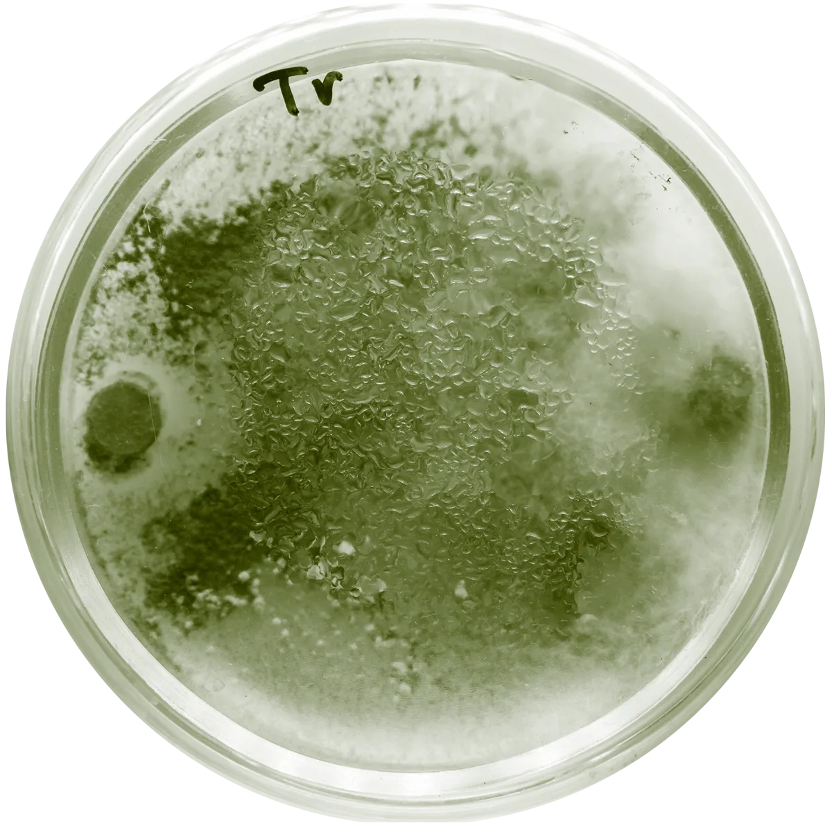 Trichoderma, microorganismo del suelo