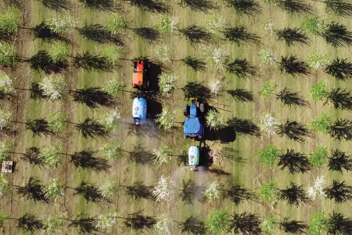 Orchard sprayers applying a treatment between rows of trees