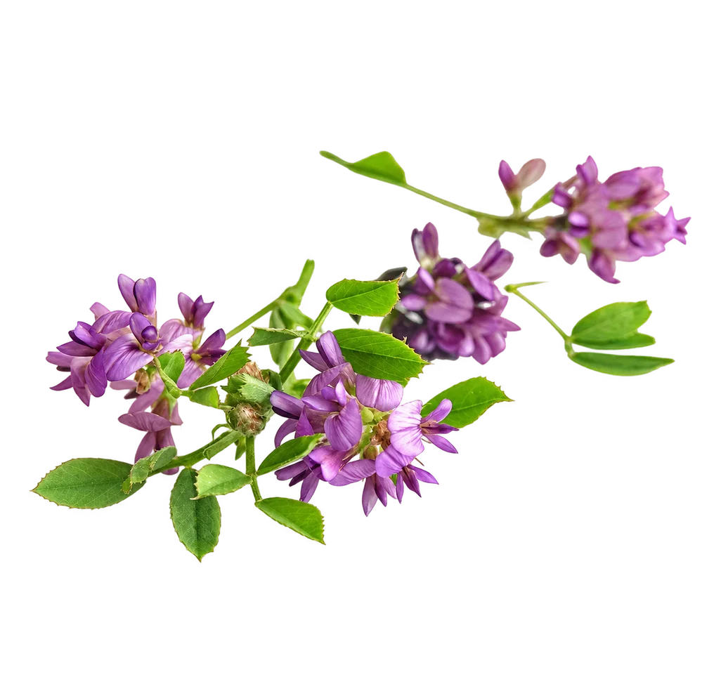 Alfalfa plants