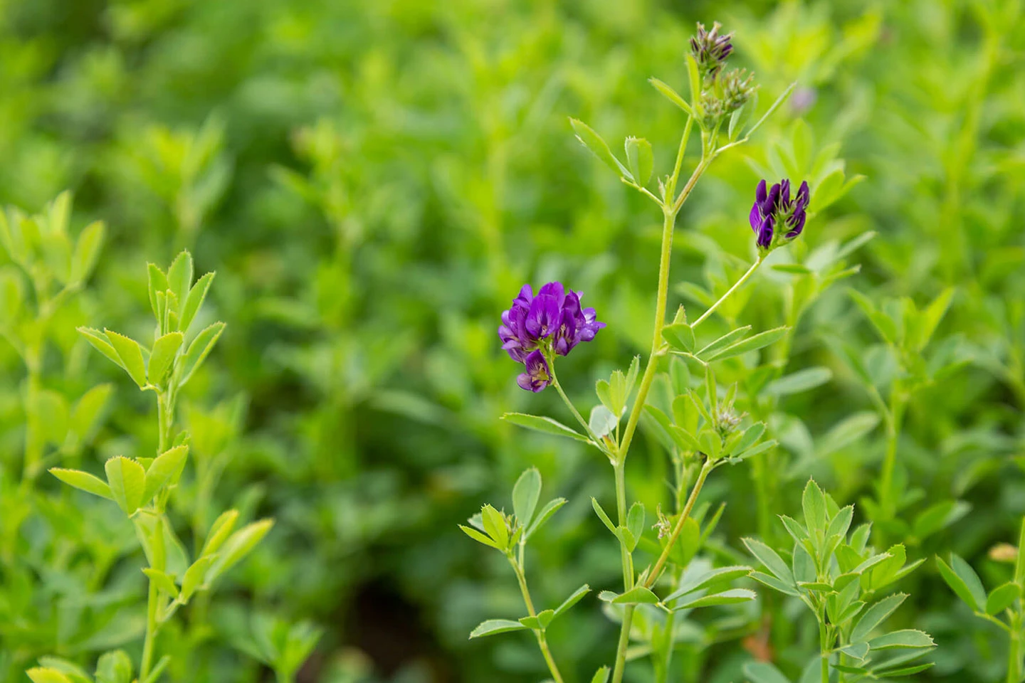 Alfalfa