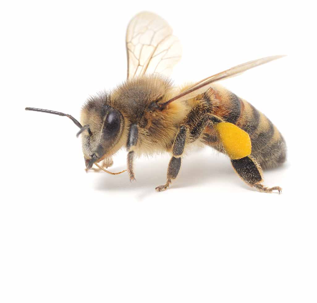 Bee