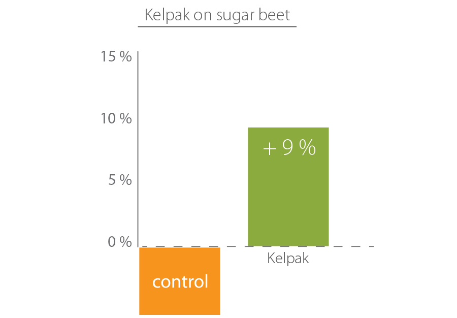 Sugar beet