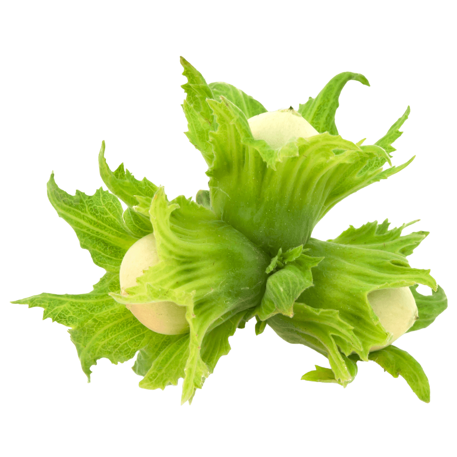 hazelnuts