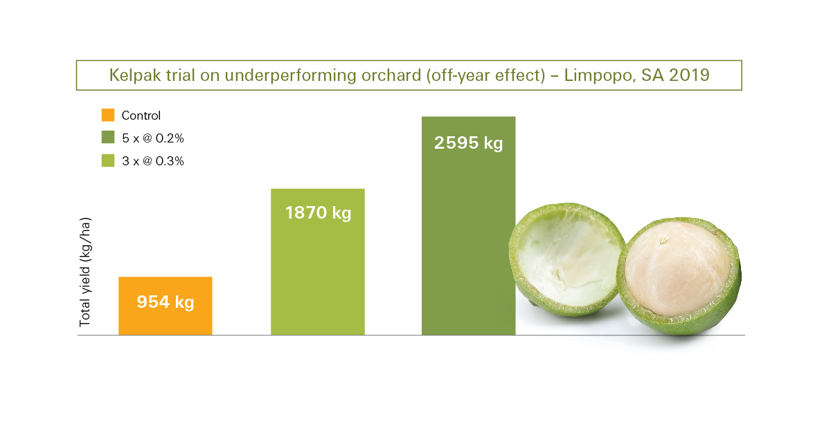 macadamia information