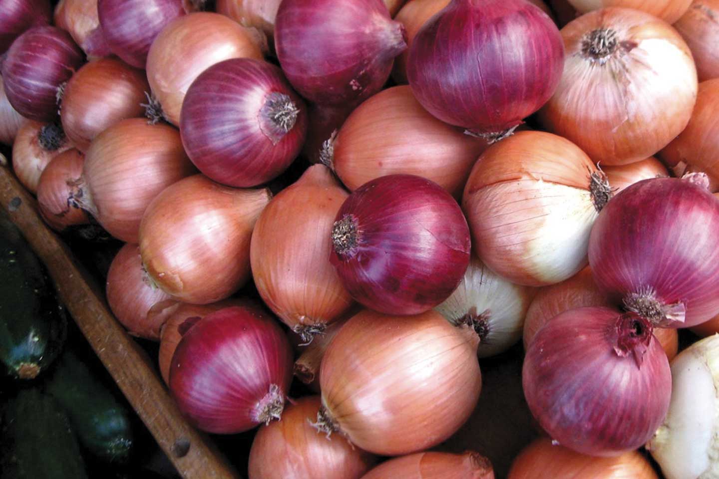 onion image