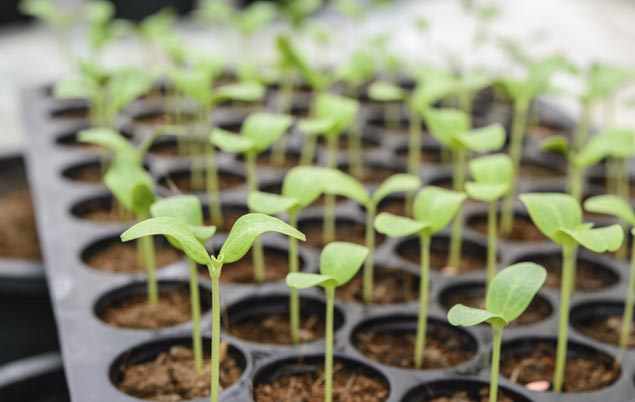 seed tray