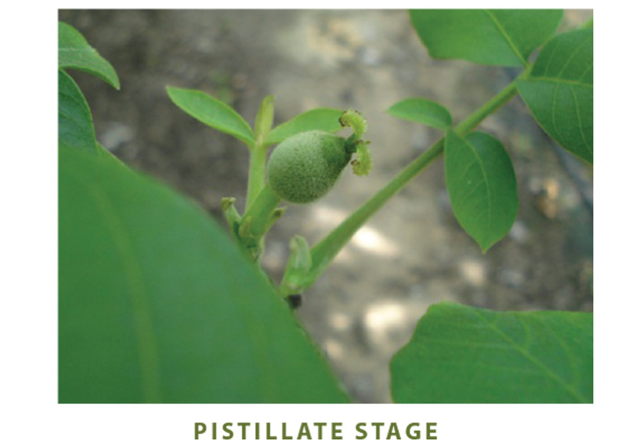 Pistillate stage